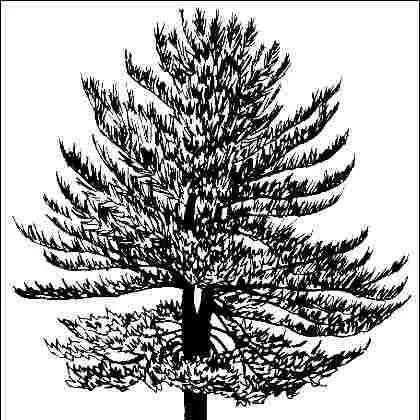 thumbnail for publication: Pinus strobus 'Glauca': 'Glauca' Eastern White Pine